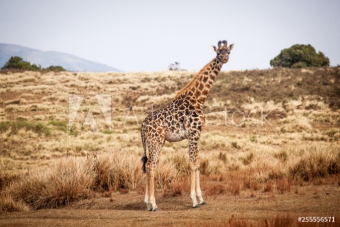 Picture of Giraffe Camelopardalis walking in Ngorongoro national park Tanzania